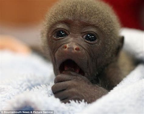 Home And Dry Endangered Baby Woolly Monkey Born Finds A Surrogate Mum