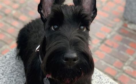 15 Cool Facts About Scottish Terriers The Dogman