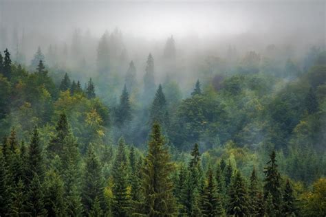 Top View Of The Pine Forest In The Fog Free Image Download