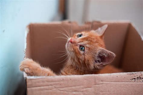 Why Do Cats Like Boxes Animal Buzz