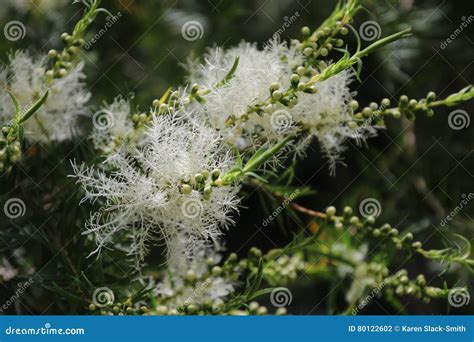 Melaleuca Tree In Bloom Stock Photo Image Of Plant Flowers 80122602