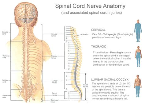 Spinal Cord Injury Anatomy | Avery Law Firm | DENVER INJURY LAW : Call