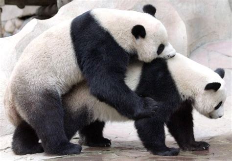 Sexmufflige Panda Bären