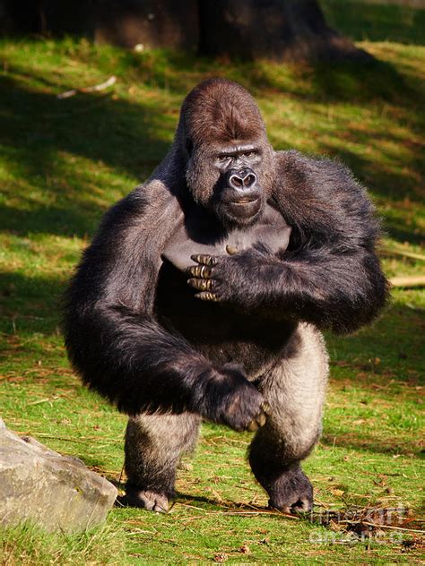 Standing Silverback Gorilla Photograph By Nick Biemans