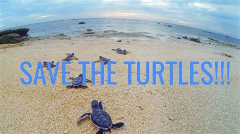 Save The Turtles Youtube