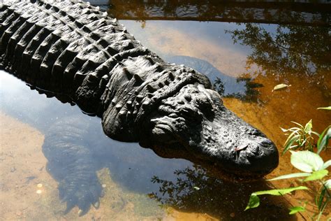 Where To See Alligators In Around The City Of New Orleans