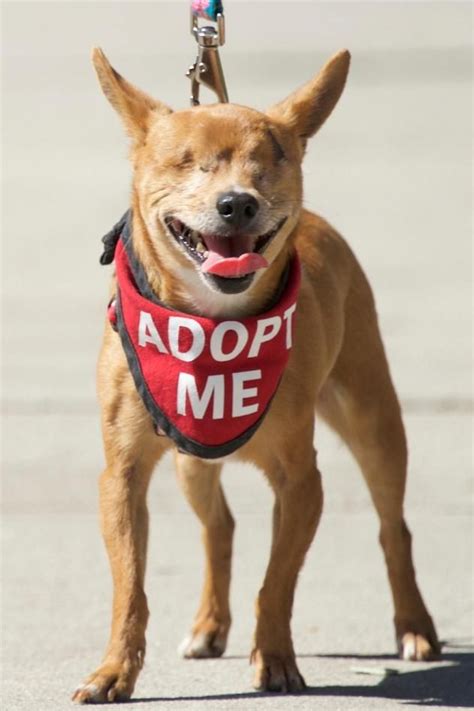 The broadway emergency pet hospital is open best emergency dental care near me dentisttotnes. Mr. Magoo | Adoptable dogs | Pinterest | Chihuahuas, Cas ...