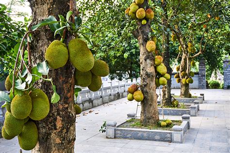 Where Does Jackfruit Come From And How Is It Grown Foodunfolded