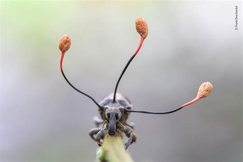 The Beetle Attacked By Ophiocordyceps Unilateralis A Deadly Insect