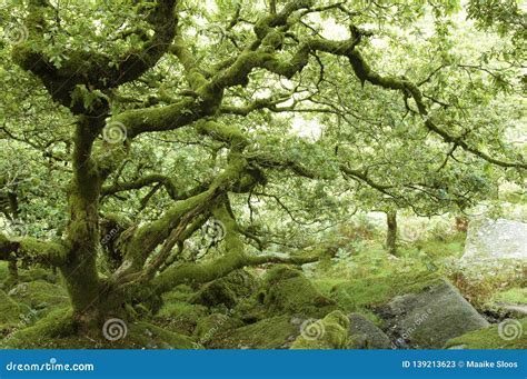 Ancient Tree In Wistman S Wood Forest In Dartmoor Devon England Stock