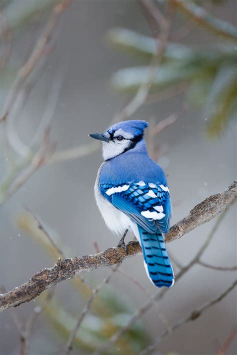 Big Blue Massachusetts Lance B Carter Photography