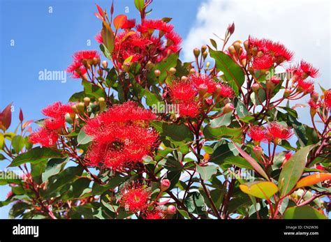 Red Flowering Gum Tree Katoomba Hi Res Stock Photography And Images