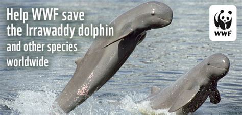 Help Wwf Save The Irrawaddy Dolphin And Species Worldwide With Images