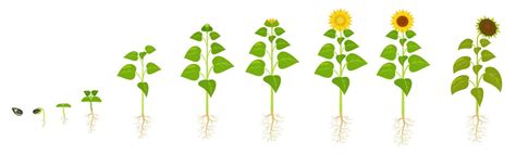 Sunflower Growth Life Cycle Seed Germination The Sequence Of Stages