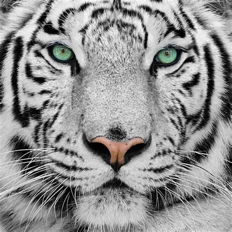 6 My Favorite Animal Fehér Tigrisek Plüssállat Oroszlánok