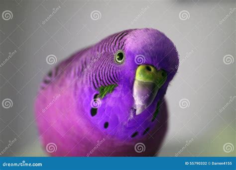 Ultra Violet Male Parakeet Close Up Stock Photo High Quaity Stock Photo