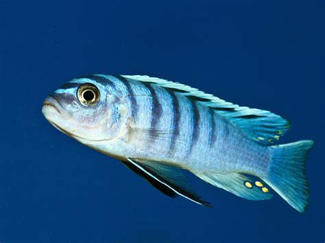 Gambar Seputar Dunia Perikanan Foto Gambar Ikan Cantik Buat Wallpaper