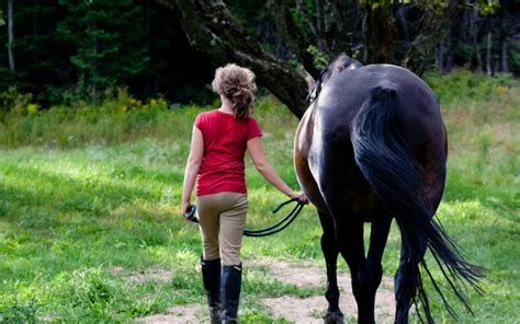 How Important Is Consistency Within The Horse Human Relationship
