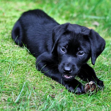 Animals Black Labrador Dog