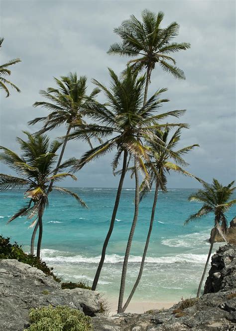 beautiful beach on the east coast of the island of barbados beautiful beaches barbados