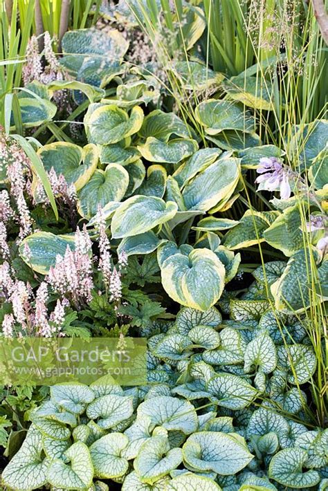 Hosta Frances Willi Stock Photo By Mark Bolton Image 0575053