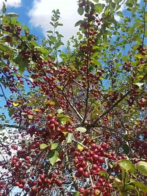 Crab Apple Tree Without Fruit Fruit Trees
