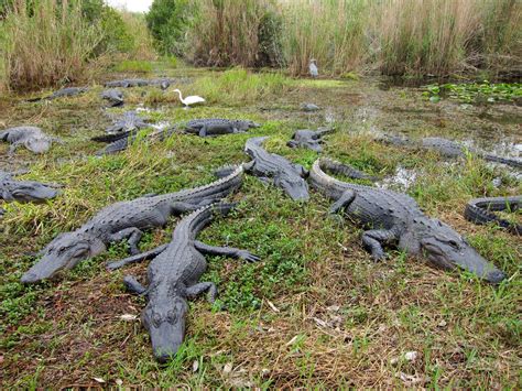 Nationaal Park Everglades Unesco Commissie