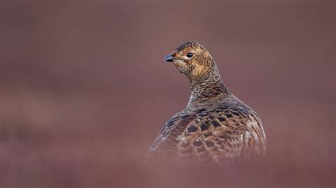 Black grouse facts and information | Trees for Life