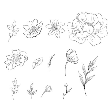Elemen Sketsa Bunga Dan Daun Bunga Hitam Putih Vektor, Elemen Sketsa