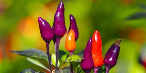 Purple Super Hot Pepper Types 10 Great Options For Your Garden