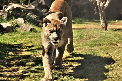 Cougar Walking In Grass Close Up Free Stock Photo Public Domain Pictures
