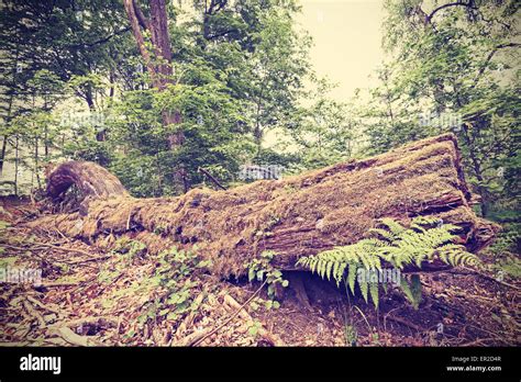 Vintage Retro Picture Of Old Felled Tree Trunk Lying In A Forest Stock