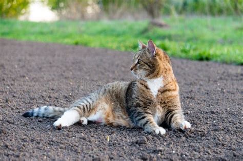 Closeup Of Tabby Cat Lies On The Ground And Stretched Out Stock Image