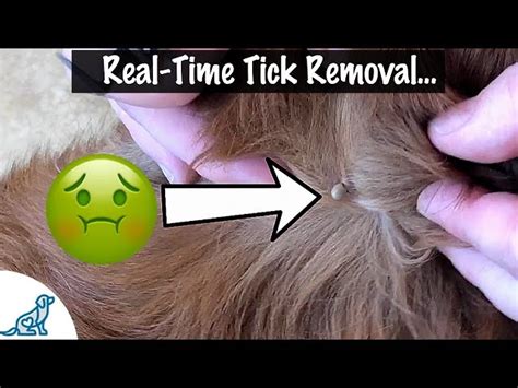 How To Remove A Tick From A Dog That Is Under The Skin Updated