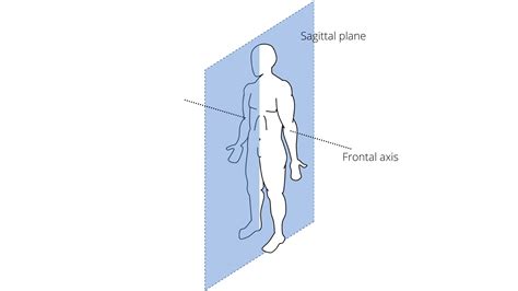 Whats Axis And Planes Of Body Its Type
