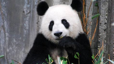 Animal De Poder Panda O Totem Da Paz Xamanismo