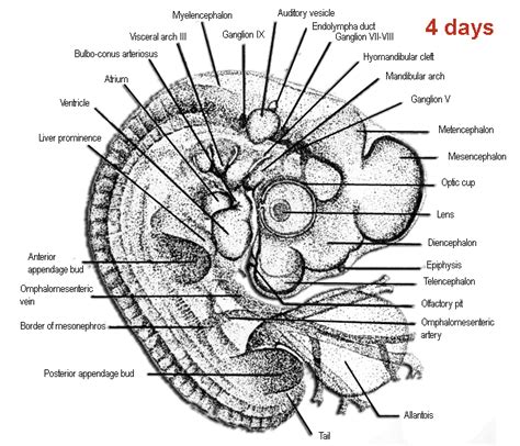 Embryology Of Chicken 3 5 Days