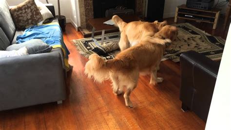 Crazy Golden Retriever Play Fight Youtube