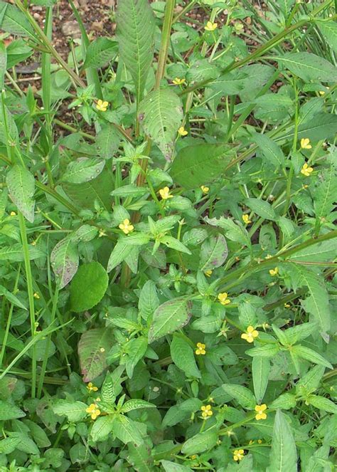 Ludwigia Efloraofindia