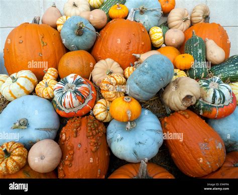 Variety Of Pumpkins Squash And Gourds Including Blue Crown Prince