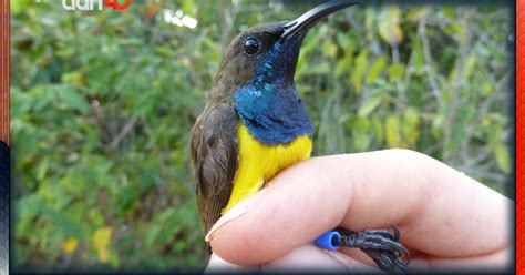 Descubren Nuevas Especies De Aves Tropicales En Una Indonesia