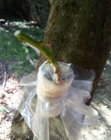 We did not find results for: Bark Grafting Scion on Mango Branch | ronangelo