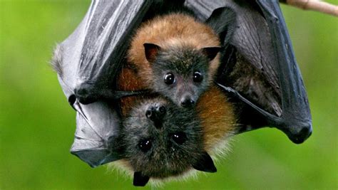 Ku Ring Gai Bat Conservation Society Invites Locals To ‘meet The Bats