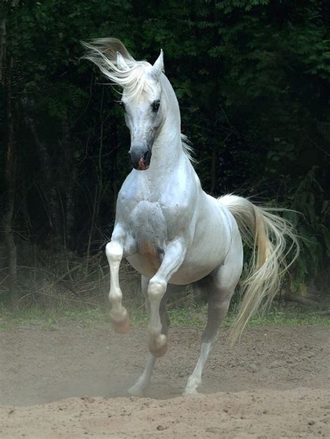 1517 Best Images About Horses Of A Different Color On Pinterest