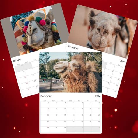 Camels With Attitude Wall Calendar 2024 T For Camel Lovers Lebanese