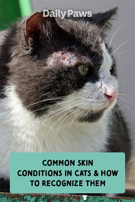 Common Skin Conditions In Cats And How To Recognize Them Cat Skin Cat