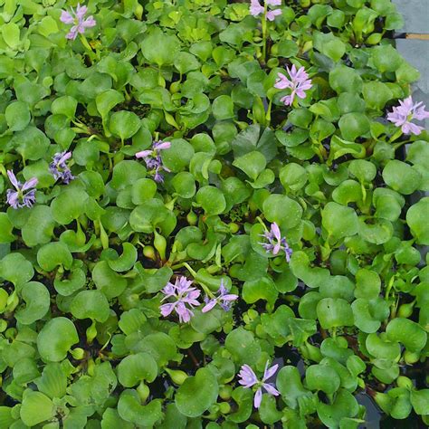 Floating Plants Ponds Plus Water Garden Center
