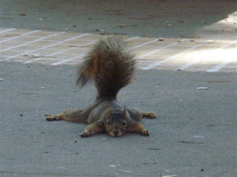 This Squirrel Is Keeping A Low Profile Funny Photo