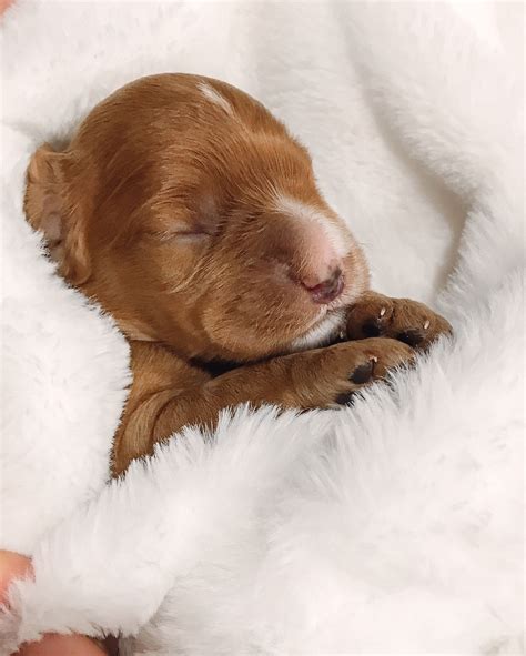 Newborn Cockapoo Puppy Cockapoo Puppies Cockapoo Puppies