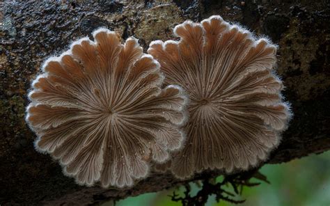 These 18 Pictures Of Unique Mushrooms Finally Proves Fungi Is An Alien